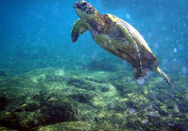 sea turlle