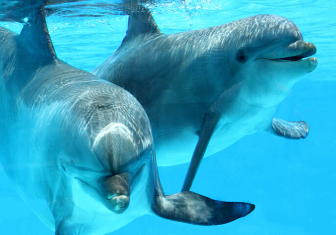 swim dolphins